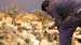 081213 12 colocando pastores